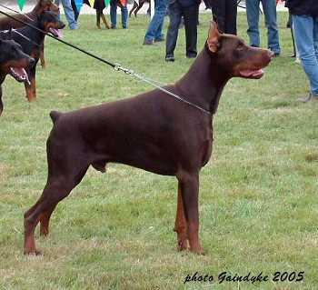 Come As You Are Marsellus | Brown Doberman Pinscher