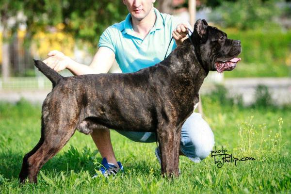 A-ron (JR 71645 Cc) | Cane Corso 