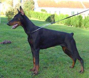 Come As You Are Neila | Black Doberman Pinscher