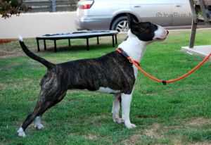 Couscous The Mini Warrior | Miniature Bull Terrier 