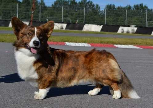 Cardigarden's Man After Mdnight | Cardigan Welsh Corgi 