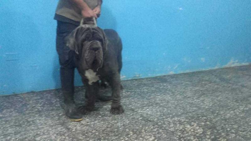 BAD DI FONDO ANFOSSII | Neapolitan Mastiff 