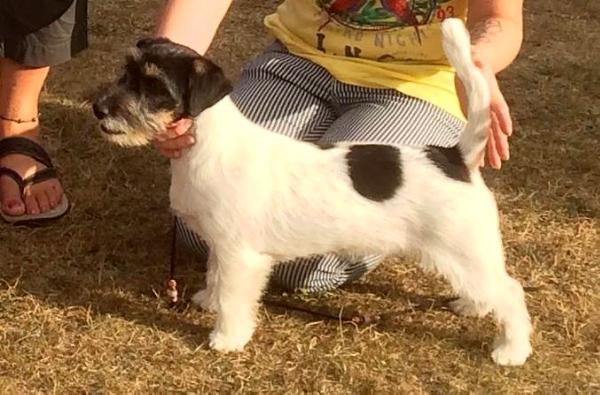 Jacks'R'us Pink Fairytale Columbine | Jack Russell Terrier 