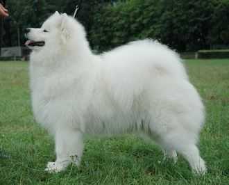 Agata z Dretovicke Loucky | Samoyed 