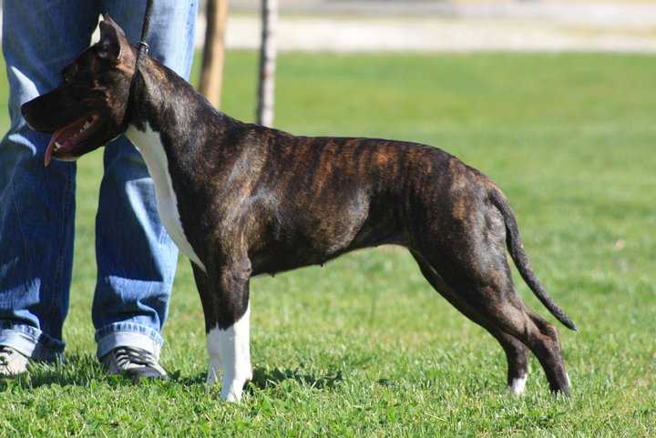 The Southern Ruffian Dusk Tiger | American Staffordshire Terrier 