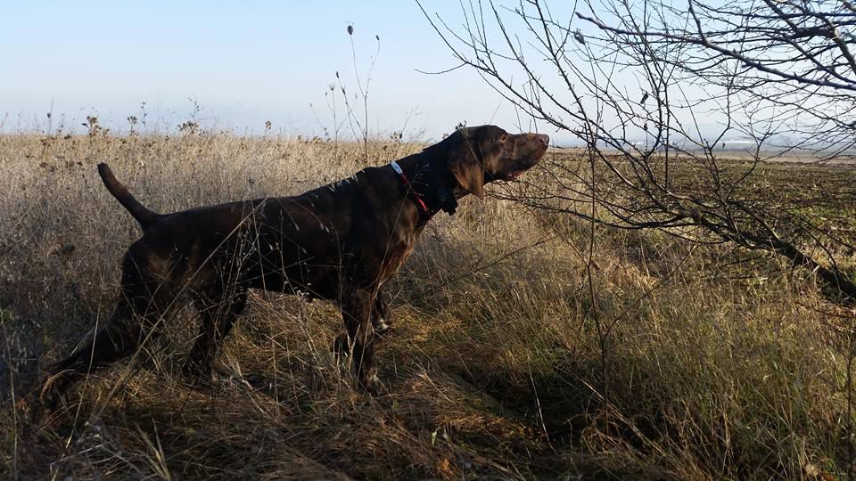 Monroe Del Cakic | German Shorthaired Pointer 