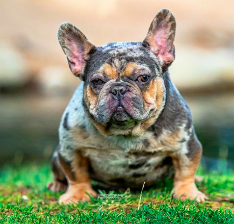 Gottiline Tuk Tuk | French Bulldog 