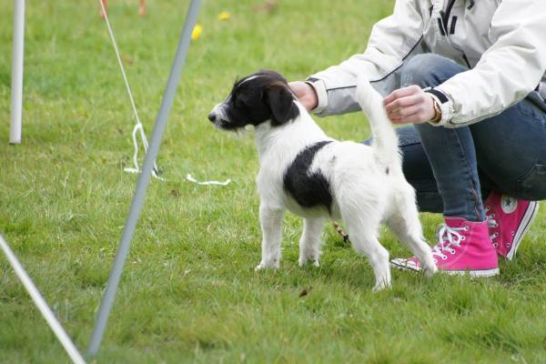 DBF Foxfield Jacks'R'us Powhatan "Wata" | Jack Russell Terrier 