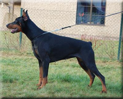 Come As You Are Savannah | Black Doberman Pinscher