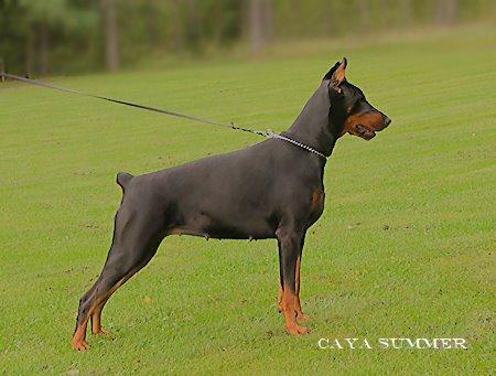 Come As You Are Summer | Black Doberman Pinscher