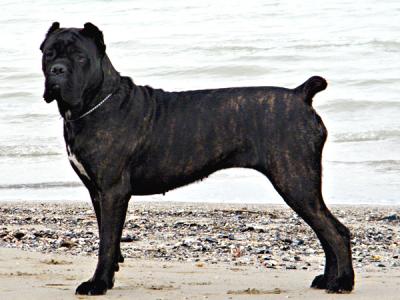 Gaia del rosso malpelo | Cane Corso 