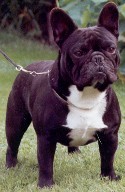 Pablo Picasso De La Parure | French Bulldog 