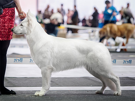 Daina Moon Siberian pride | White Swiss Shepherd Dog 