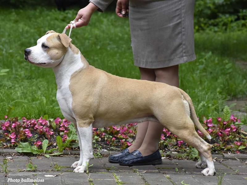 Tcenniy Prize Floret Scarlet | American Staffordshire Terrier 