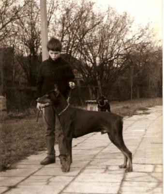 Bakarat z Padoku | Black Doberman Pinscher