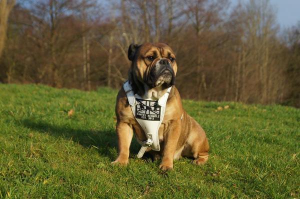 Nbbz' Millie the Mad Hater | Olde English Bulldogge 