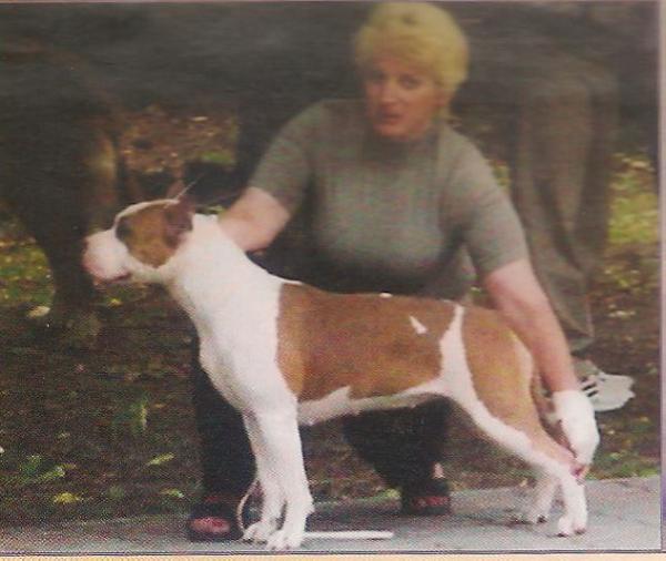 Donnatella Triumf | American Staffordshire Terrier 