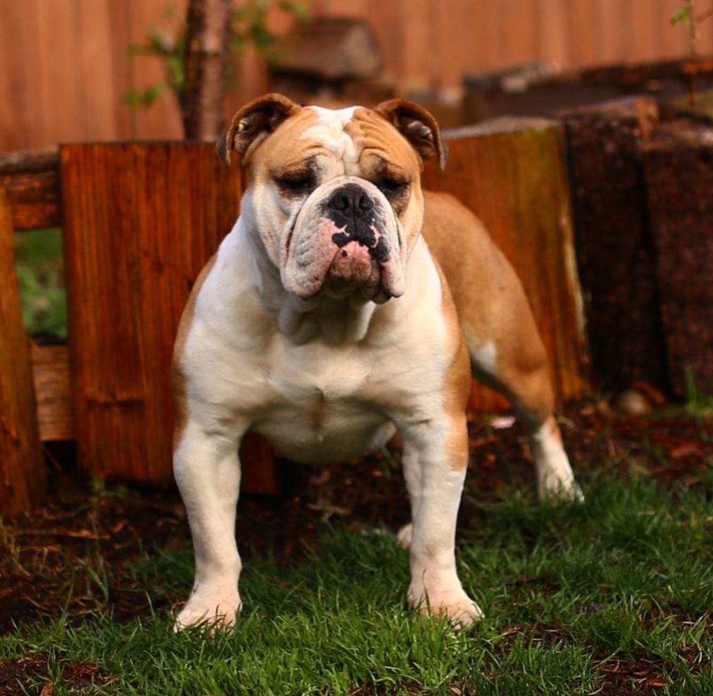 Torrent Reign's Oprah of Cannon Bulldogs | Olde English Bulldogge 