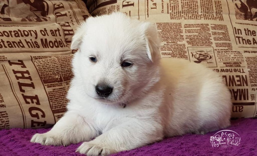 Nezhnoe Chudo Ot Big Hauz Triumf | White Swiss Shepherd Dog 