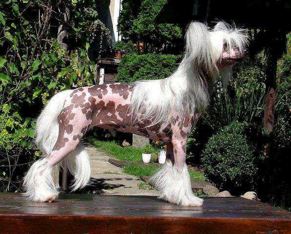 Secret na Wage Zlota | Chinese Crested 