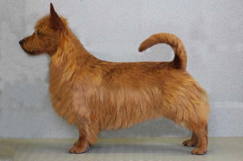 Maeve von den Grauen Anfurten | Australian Terrier 