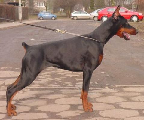 Gravin Gabi z Padoku | Black Doberman Pinscher