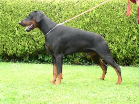 Sant Kreal Yukos | Black Doberman Pinscher