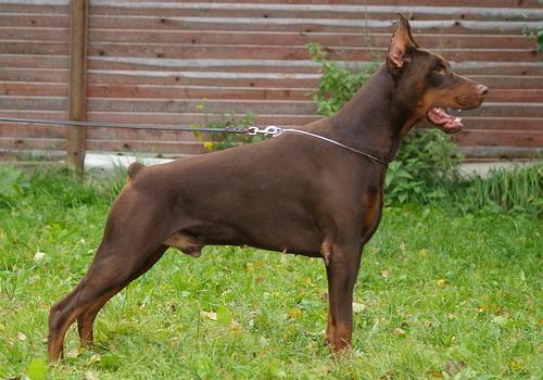 Sant Kreal Yusupov | Brown Doberman Pinscher