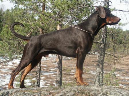 Sant Kreal Yury Dolgoruky | Brown Doberman Pinscher