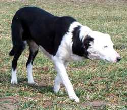 Jag ABC 79696 | Border Collie 