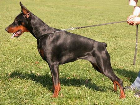 Sant Kreal Your Dream | Black Doberman Pinscher