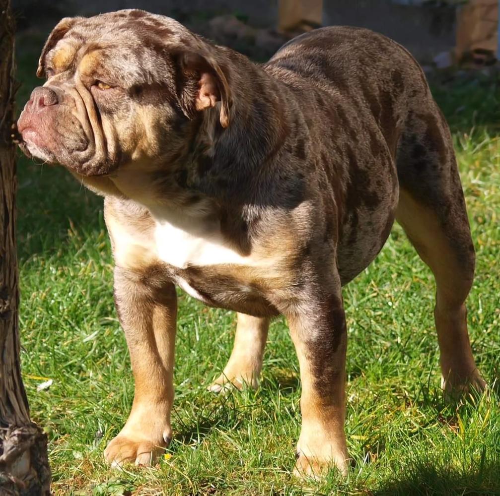 Rheinland Bulls Nando | Olde English Bulldogge 