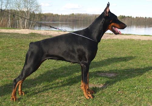 Sant Kreal Yuwelira | Black Doberman Pinscher