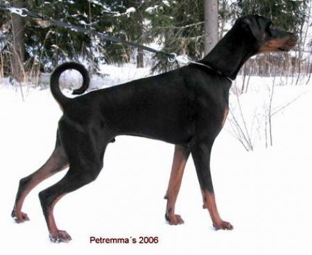 Sant Kreal Shivas Regal | Black Doberman Pinscher