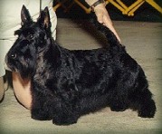 Anstamm On the Rebound | Scottish Terrier 