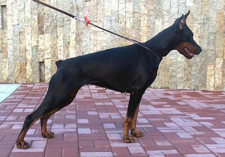 Sant Kreal Shic Teraline | Black Doberman Pinscher