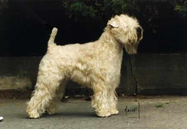 Wheaten Rebel's Mike Hammer | Soft Coated Wheaten Terrier 