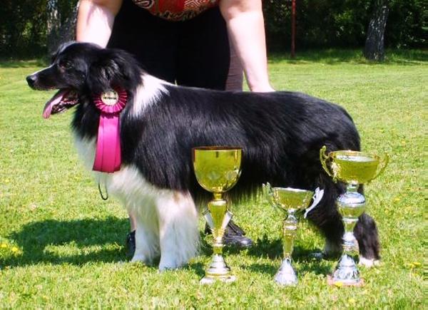 Geri Foxy Fox | Border Collie 