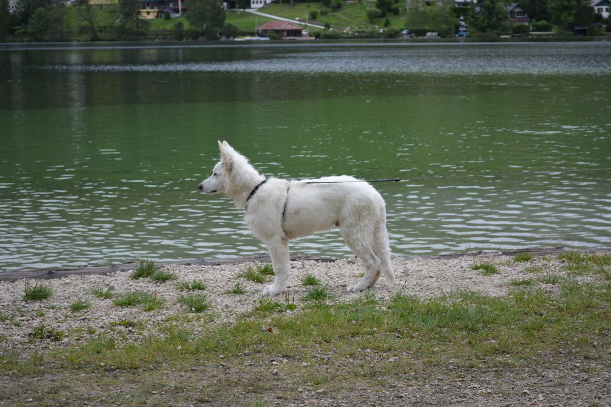 Bayrivers Athos | White Swiss Shepherd Dog 