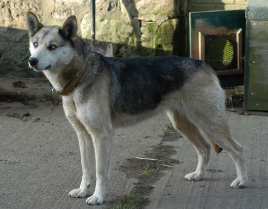 Chatanikas Nadia 98.6 | Siberian Husky 