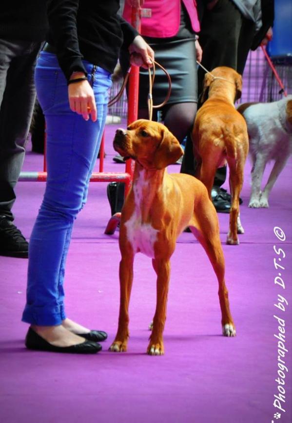 Ira du Puy du Thelle | Portuguese Pointer 