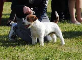 forever of mayo land | Jack Russell Terrier 