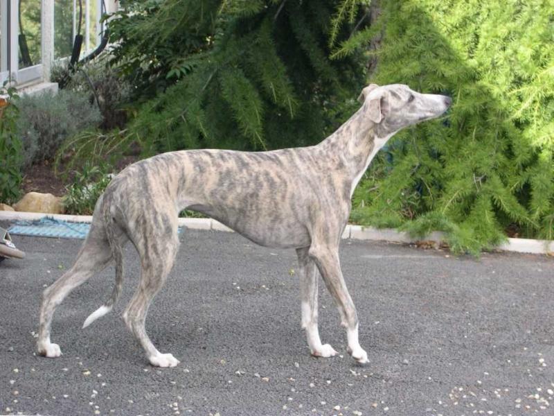 GRISELIDIS de la Côte des Lutins | Whippet 