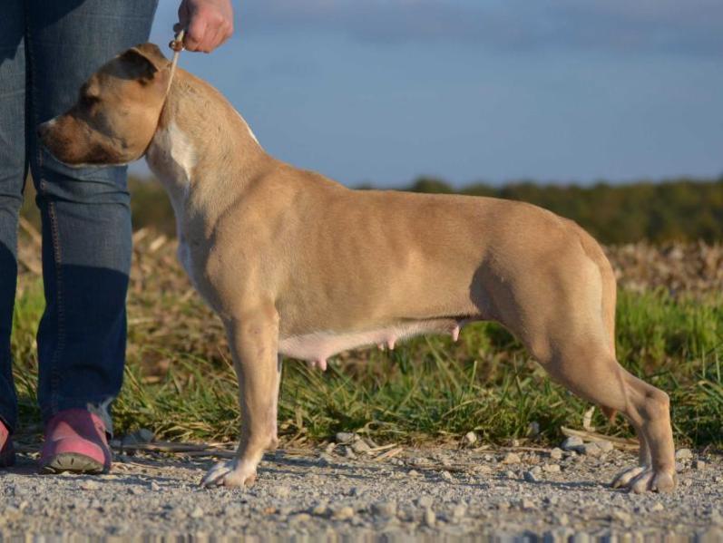 Ultimate Truth I'm gonna be a star | American Staffordshire Terrier 