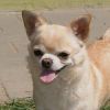 QUERISSA DEL Pequeños Mexicanos | Chihuahua 