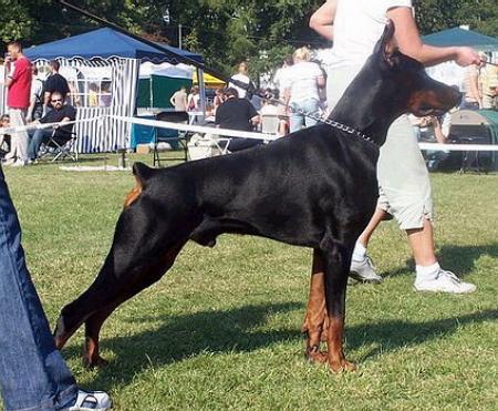 Sant Kreal Forestall | Black Doberman Pinscher