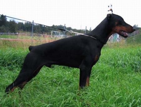 Sant Kreal Fandango | Black Doberman Pinscher