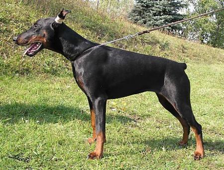 Sant Kreal Fieria | Black Doberman Pinscher