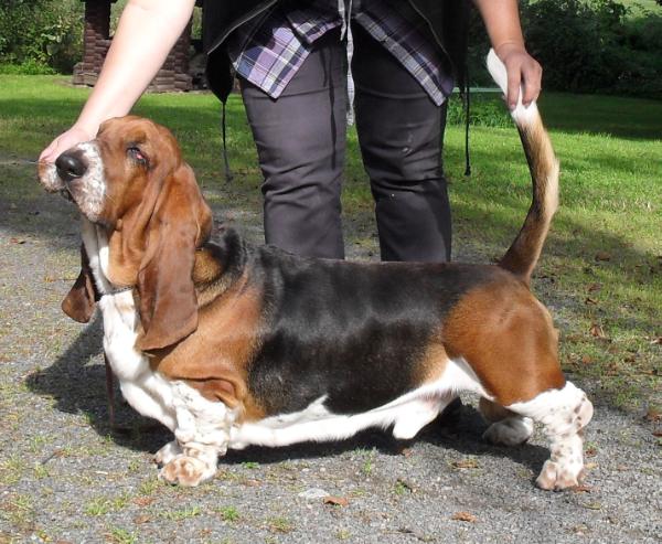 Basbuddy Ecstasy Esco | Basset Hound 