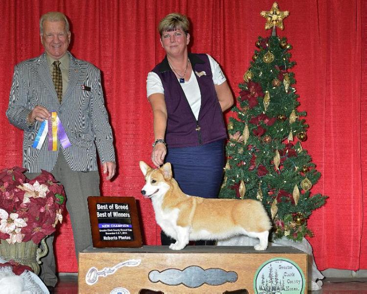 Timberside Along London Lane | Pembroke Welsh Corgi 